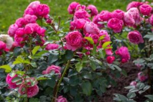 Flores: Rosas Inglesas