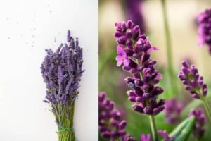  Flores: Lavanda